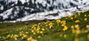 Süleymaniye'de renk cümbüşü: Sarı ve mor çiğdemler açtı
Gümüşhane'de iki me...