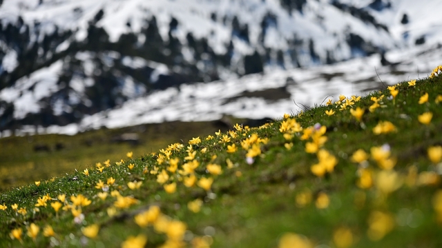 Süleymaniye'de renk cümbüşü: Sarı ve mor çiğdemler açtı
Gümüşhane'de iki mevsim bir arada: Bir yanda kar, bir yanda çiçek
Şehir merkezine 10 dakika mesafedeki Musalla Vadisi çiğdemlerle boyandı