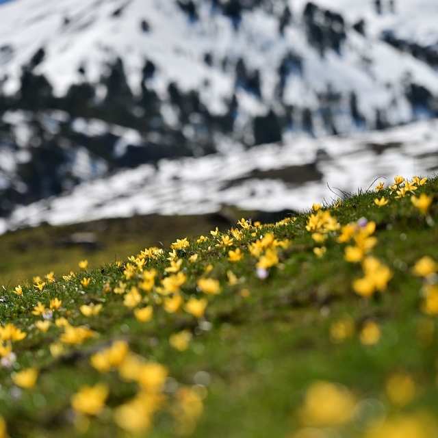Süleymaniye'de renk cümbüşü: Sarı ve mor çiğdemler açtı
Gümüşhane'de iki me...