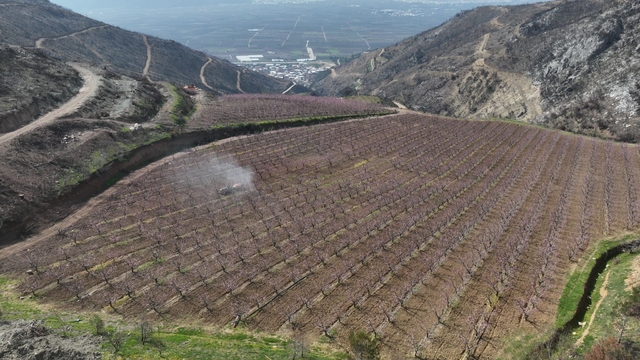 Siyahların ardında açan pembe şeftali çiçekleri
Alevlerden geriye kalan siyah ile ortasındaki pembenin epik savaşı