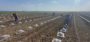 Karacabey Ovası'nda turfanda karpuz ekimi başladı