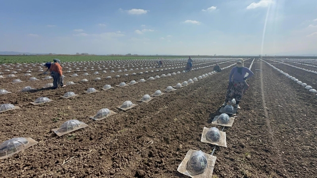 Karacabey Ovası'nda turfanda karpuz ekimi başladı