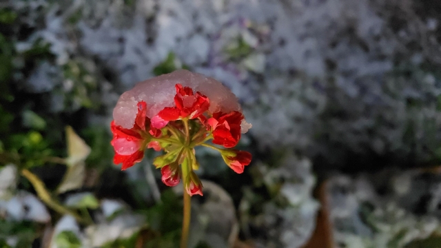Denizli'de baharda yağan lapa lapa kar araçları yolda bıraktı
Birçok ilçeyi kaplayan beyaz örtünün tadını çocuklar çıkardı