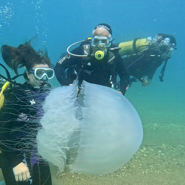 Antalya Körfezi'nde poyraz etkili oldu, denizanaları kıyıya sürüklendi