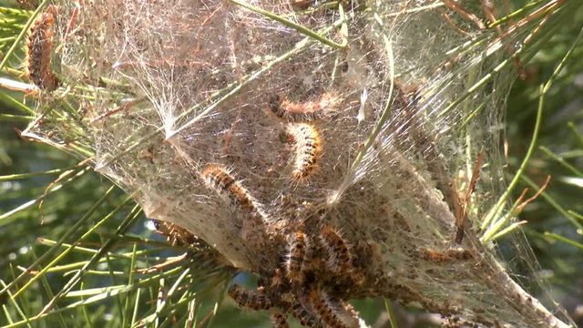 Ormanlarda sessiz tehlike; çam kese tırtılı uyarısı