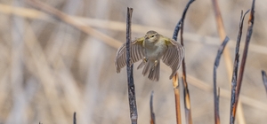 İskandinav yarımadasından göçen çıvgın kuşu, Diyarbakır’da görüntülendi