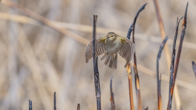 İskandinav yarımadasından göçen çıvgın kuşu, Diyarbakır'da görüntülendi
