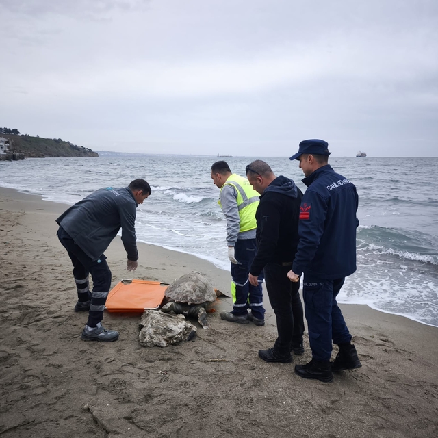 Tekirdağ'da ölü caretta caretta sahile vurdu
