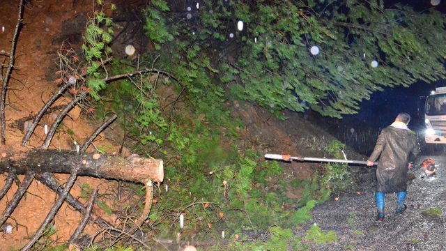 Yağış ağaçları devirdi, yol kısa sürede açıldı