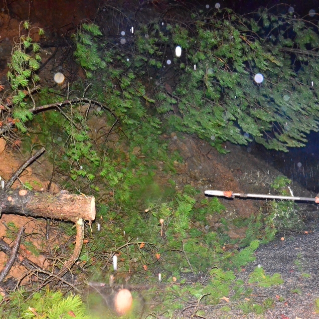 Yağış ağaçları devirdi, yol kısa sürede açıldı