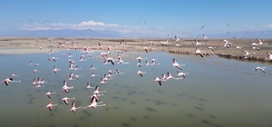 Kayseri’de flamingoların görsel şöleni dron kamerasında