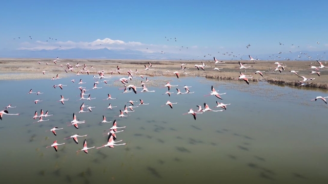 Kayseri'de flamingoların görsel şöleni dron kamerasında