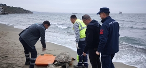 Tekirdağ'da ölü caretta caretta kıyıya vurdu