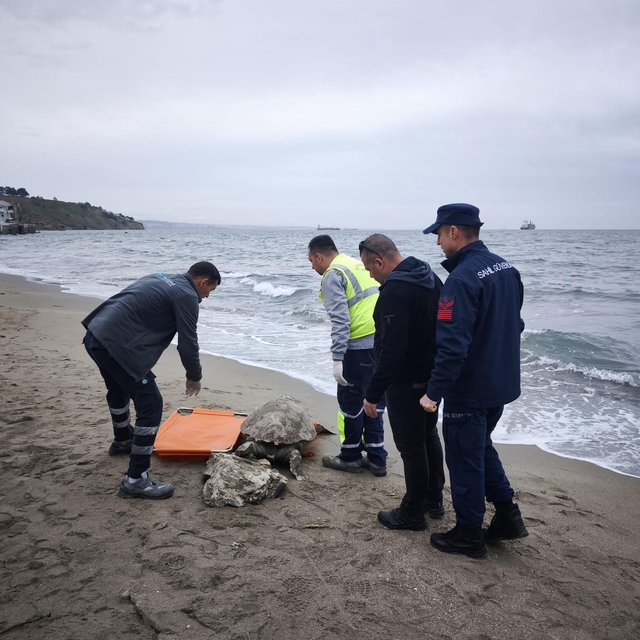 Tekirdağ'da ölü caretta caretta kıyıya vurdu