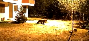 Gümüşhane’de alarm sesine aldırış etmeyen iki ayı görüntülendi