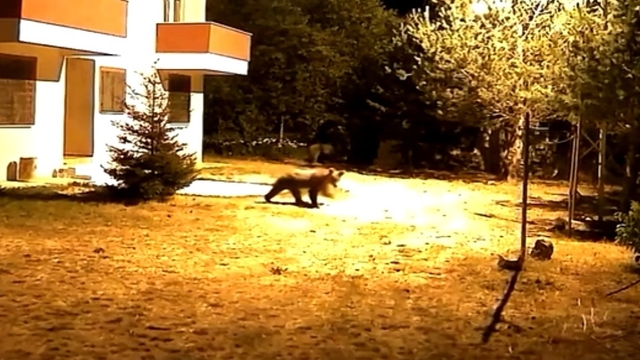 Gümüşhane'de alarm sesine aldırış etmeyen iki ayı görüntülendi