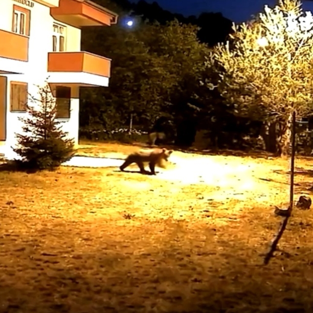 Gümüşhane'de alarm sesine aldırış etmeyen iki ayı görüntülendi