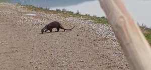 Siirt'te nesli tükenme tehlikesi altındaki su samuru görüntülendi