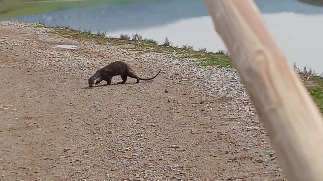 Siirt'te nesli tükenme tehlikesi altındaki su samuru görüntülendi