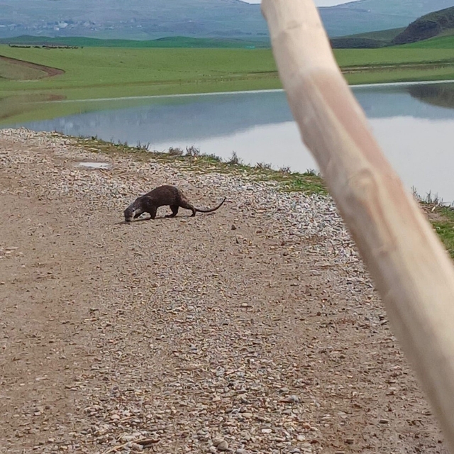 Siirt'te nesli tükenme tehlikesi altındaki su samuru görüntülendi