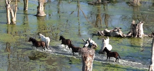 Kızılırmak Deltası’nda yılkı atları dronla görüntülendi