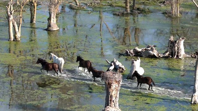 Kızılırmak Deltası'nda yılkı atları dronla görüntülendi