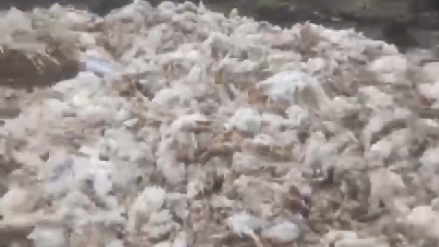 Tarsus'ta ölü tavuklar ormana atıldı