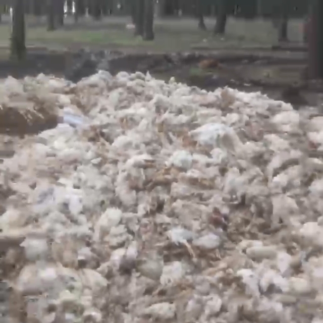 Tarsus'ta ölü tavuklar ormana atıldı