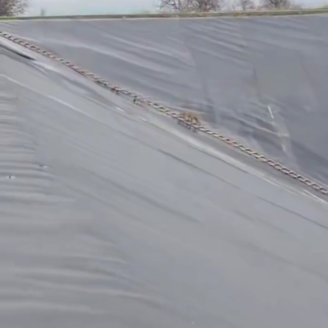 Yapay gölete düşen çakal merdivenle kurtarıldı