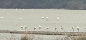Eceabat Kaymakamı Kerem Yenigün’den Suvla Bölgesinde Doğa İncelemesi