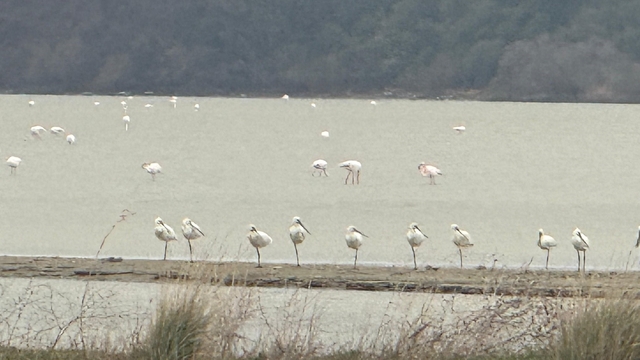 Eceabat Kaymakamı Kerem Yenigün'den Suvla Bölgesinde Doğa İncelemesi