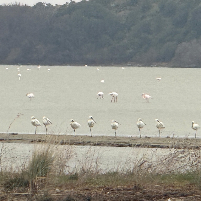 Eceabat Kaymakamı Kerem Yenigün'den Suvla Bölgesinde Doğa İncelemesi