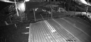 Malatya'da kümese giren kurt, kazı alıp kaçtı