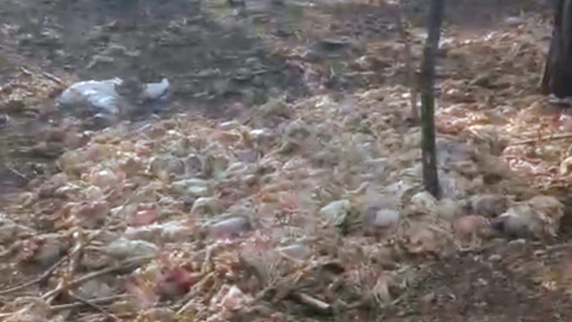 Tarsus'ta ormana çok sayıda tavuk ölüsü atıldı