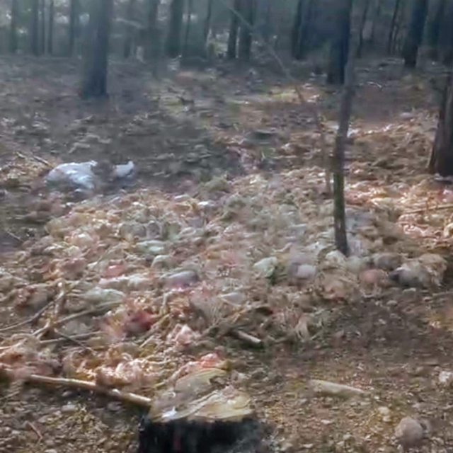 Tarsus'ta ormana çok sayıda tavuk ölüsü atıldı
