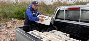 Milas’ta kaçak avcılığa geçit yok: 80 kilo kefal balığına el konuldu