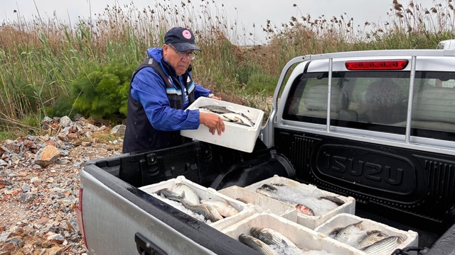 Milas'ta kaçak avcılığa geçit yok: 80 kilo kefal balığına el konuldu