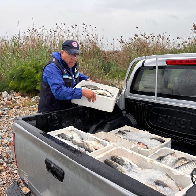 Milas'ta kaçak avcılığa geçit yok: 80 kilo kefal balığına el konuldu