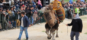 Saruhanlı’da deve güreşlerine binlerce vatandaş akın etti