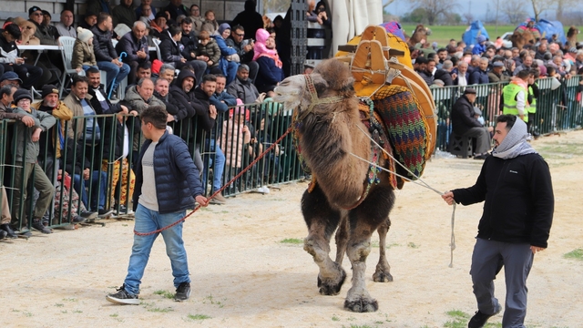 Saruhanlı'da deve güreşlerine binlerce vatandaş akın etti