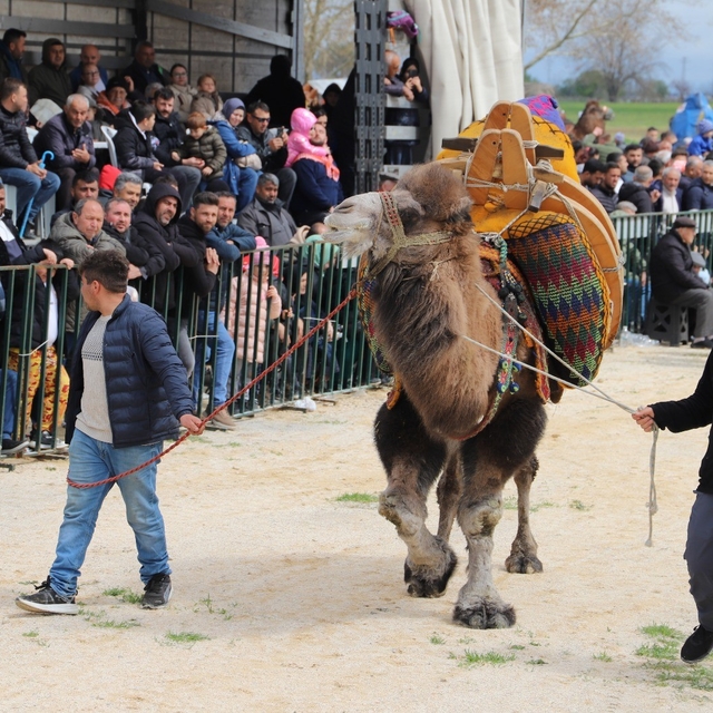 Saruhanlı'da deve güreşlerine binlerce vatandaş akın etti