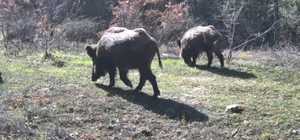 Yiyecek arayan yaban hayvanları fotokapanla görüntülendi