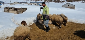 Süphan Dağı’nın eteğinde zorlu hayvancılık