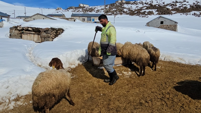 Süphan Dağı'nın eteğinde zorlu hayvancılık
