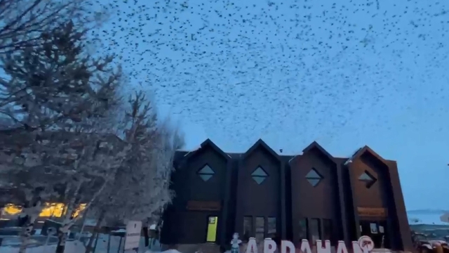 Ardahan'da, binlerce karga gökyüzünü kapladı