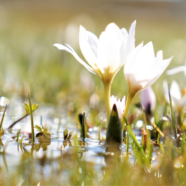 Erzincan'da kardelenler baharın müjdesini verdi