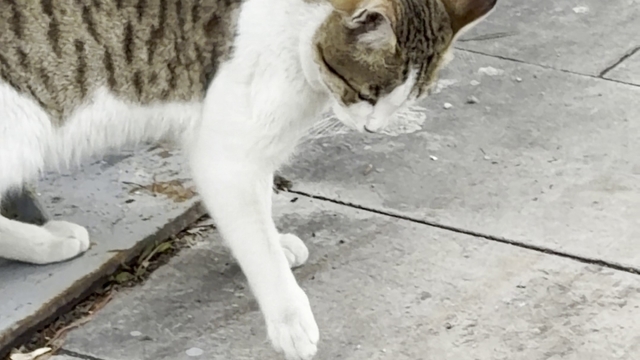 Fareden oscarlık performans: Kediden kurtuluşu ölü taklidinde aradı
