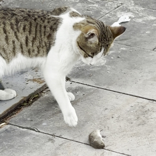 Fareden oscarlık performans: Kediden kurtuluşu ölü taklidinde aradı