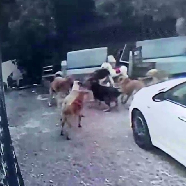 Köpek sürüsü kediyi parçaladı, korkudan çocuğunu okuldan aldı