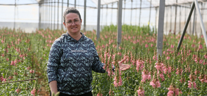 Antalya'dan Avrupa'ya yeni çiçek: Aslanağzı